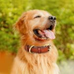 Leren Hondenriem-100% Echt Leer-Zacht en Duurzaam-Trekkracht 350lb-Maatkeuze-Kwaliteitsgespen-Duurzaamheid-Klantenservice - Afbeelding 3