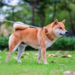 Leren Hondenriem-100% Echt Leer-Zacht en Duurzaam-Trekkracht 350lb-Maatkeuze-Kwaliteitsgespen-Duurzaamheid-Klantenservice - Afbeelding 5